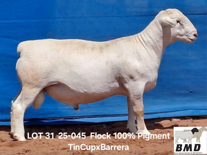 25-045 | BROER MARITZ DORPERS