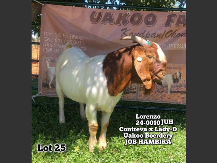 24-0010JUH | JOB HAMBIRA