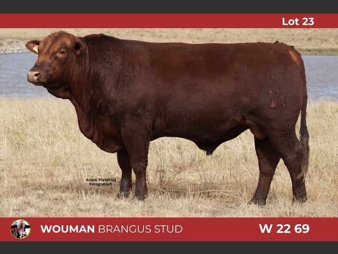 W2269 | WOUMAN BRANGUS