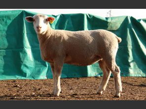 images