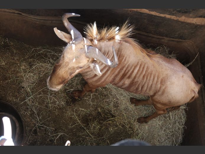 Goue Wildebees