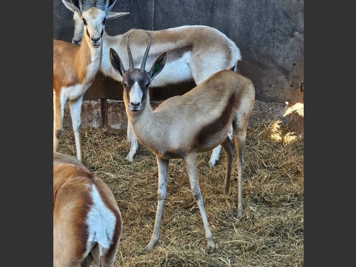 SPRINGBOK (1 X COPPER & 1 X BLACK) | PDJ CILLIERS
