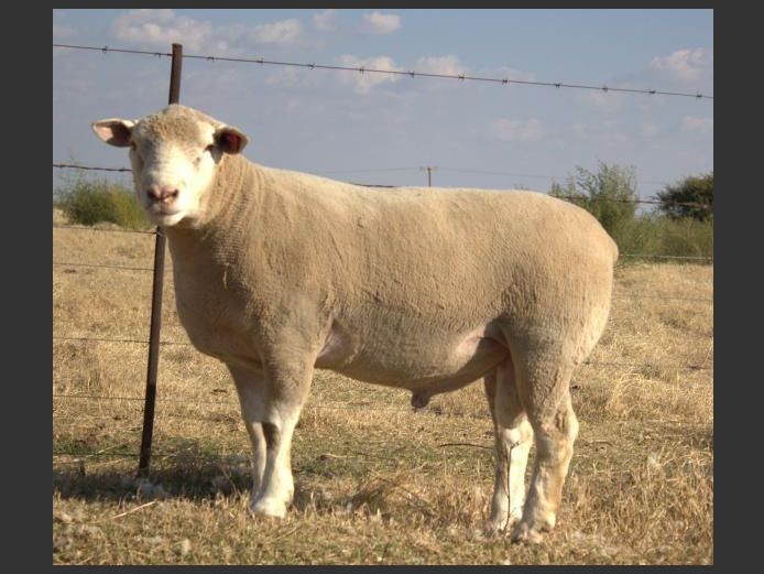 CJW 240011 | CJW BOERDERY
