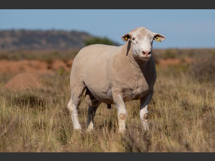 HE 240227 | EKSTEEN’S HATARI DORMER STUD