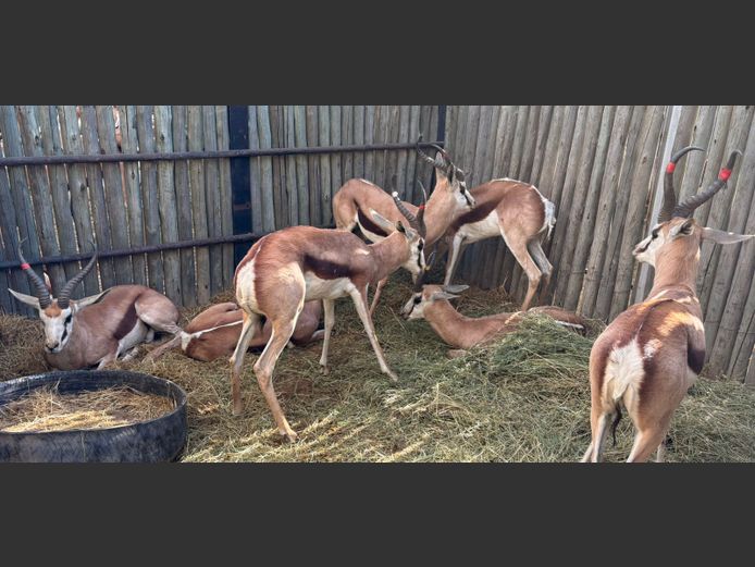 Kalahari Springbok Ram