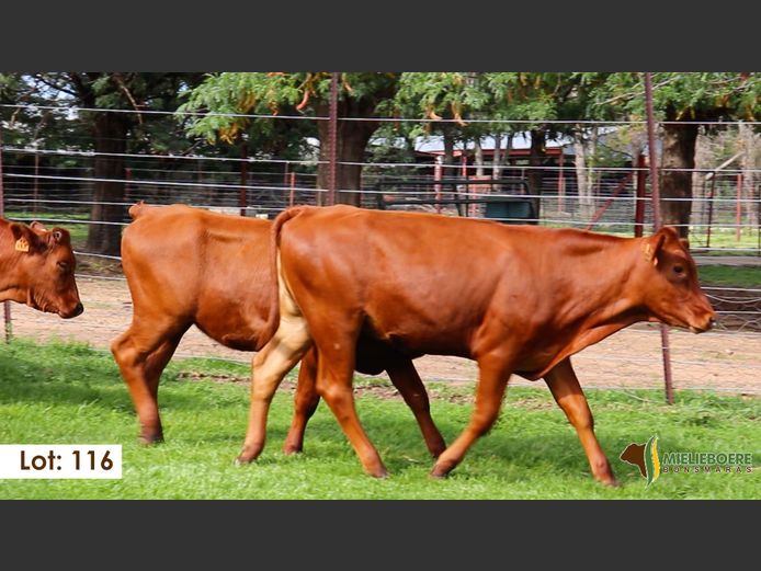 Commercial Female | Harmonie Agri