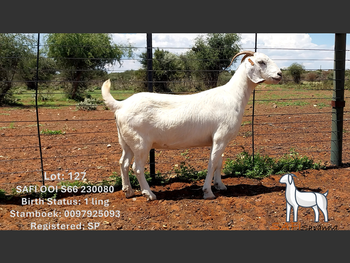 S66 23 0080 | SAFI SAVANNA