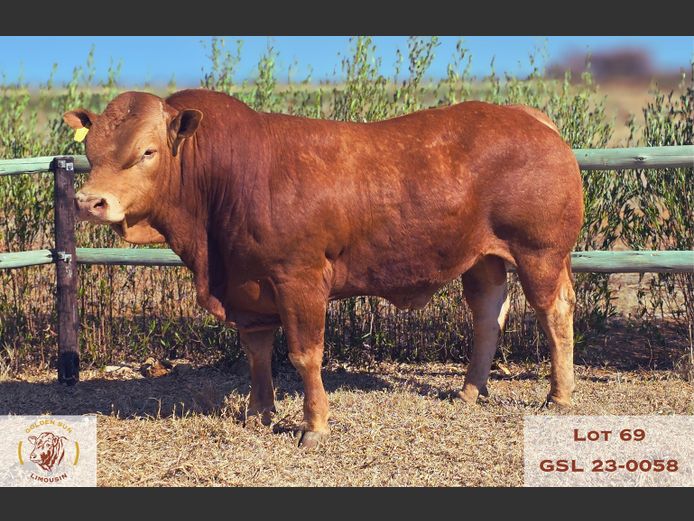 23-0058GSL | GOLDEN SUN LIMOUSIN