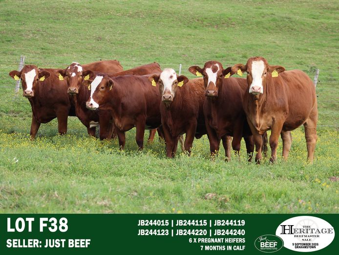 Female Animals | Just Beef
