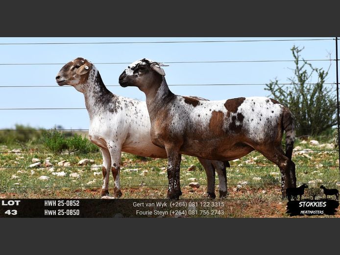 HWH25-0852 | HWH25-0850 | STOKKIES MEATMASTERS
