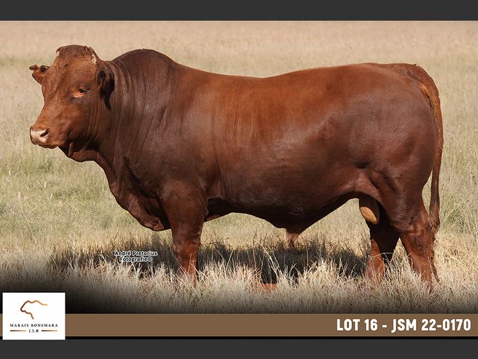 JSM220170 | MARAIS BONSMARAS