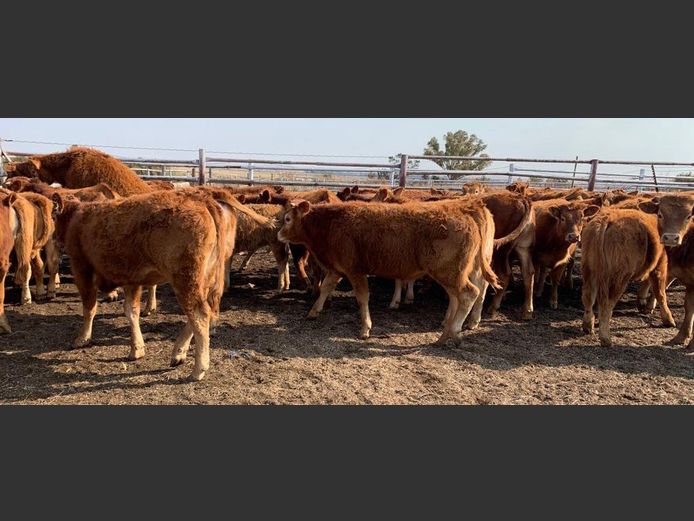 Weaner Calves