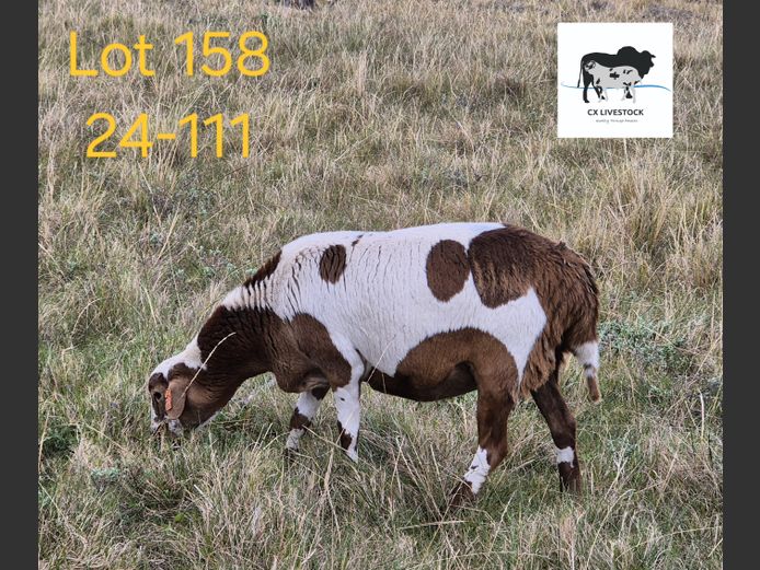 24-111 | CX LIVESTOCK