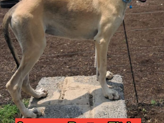 White Female Puppy 1- Supreme Brett x Flicka Puppy