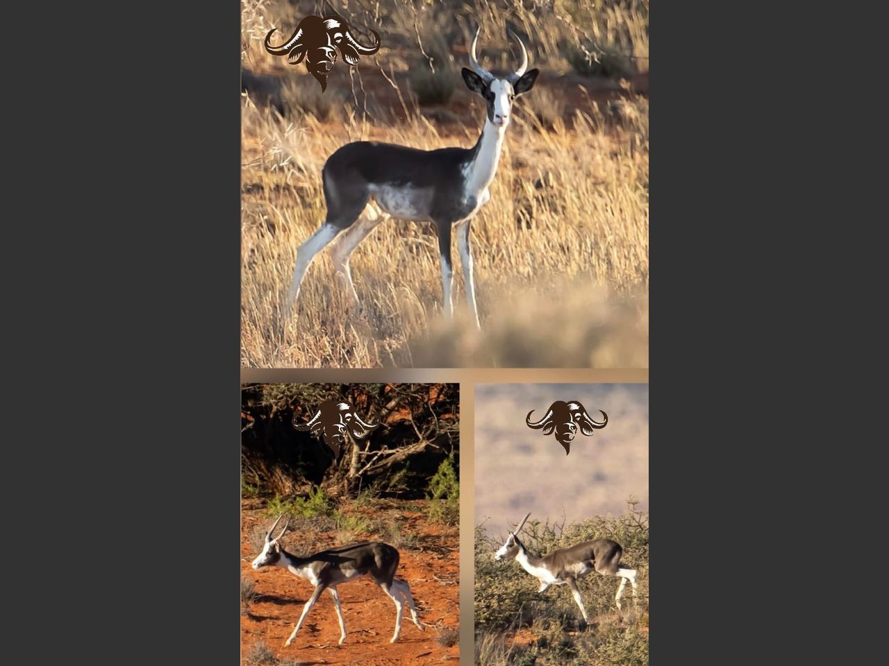 images