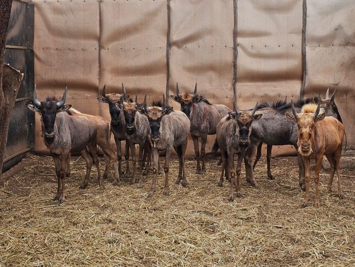 BLUE WILDEBEEST | 5 x 3-SOUTH BDY & 3 x RHINO