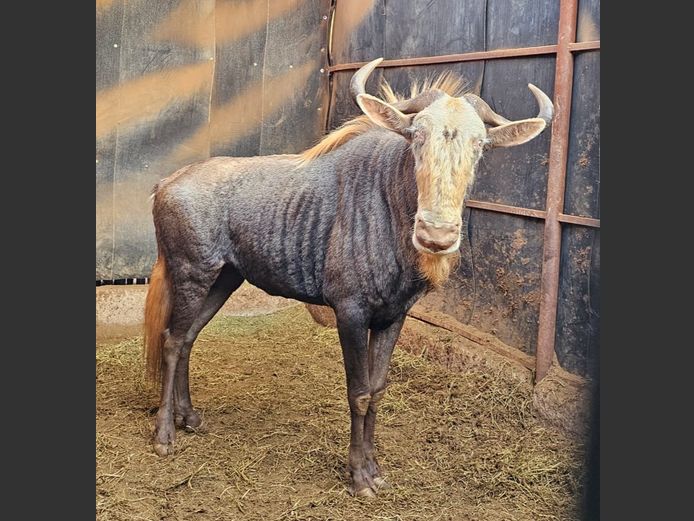 KING WILDEBEEST | HARLOU