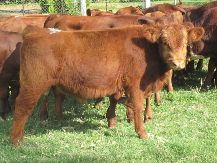 Weaners | CG Sheard