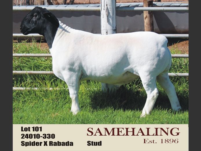 SAMEHALING DORPERS | 24010