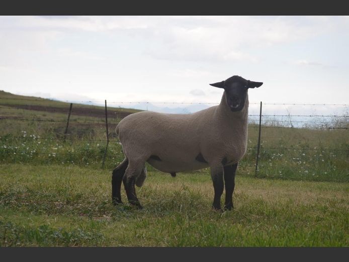 301 240069 | TWEESEUNS