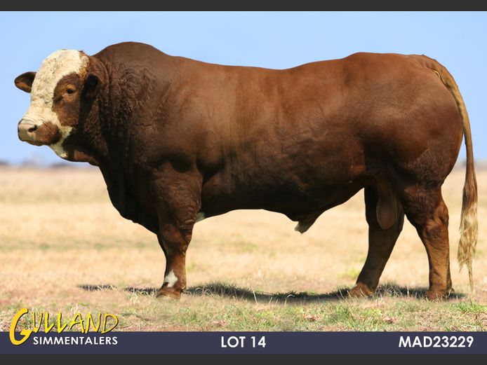 MAD23229 | MG DE JAGER