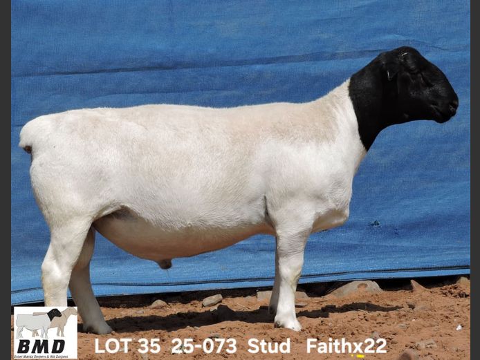 25-073 | BROER MARITZ DORPERS