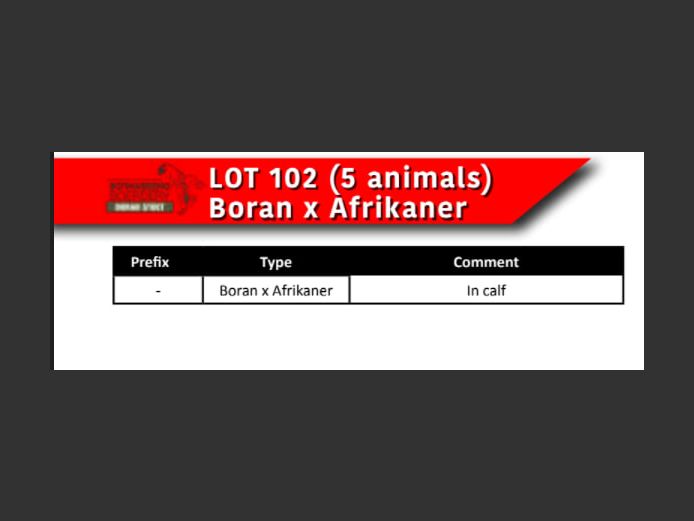 BORAN x AFRIKANER COWS