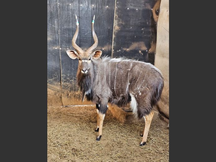 NYALA | THABA ENTLE