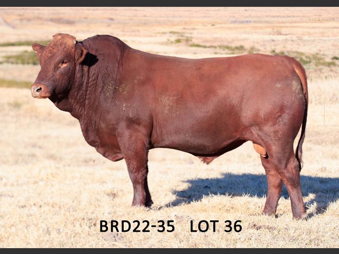 BRD 220035 | DIEPFONTEIN TRUST