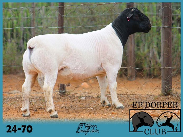 24-70 | JT Viljoen - Draaifontein