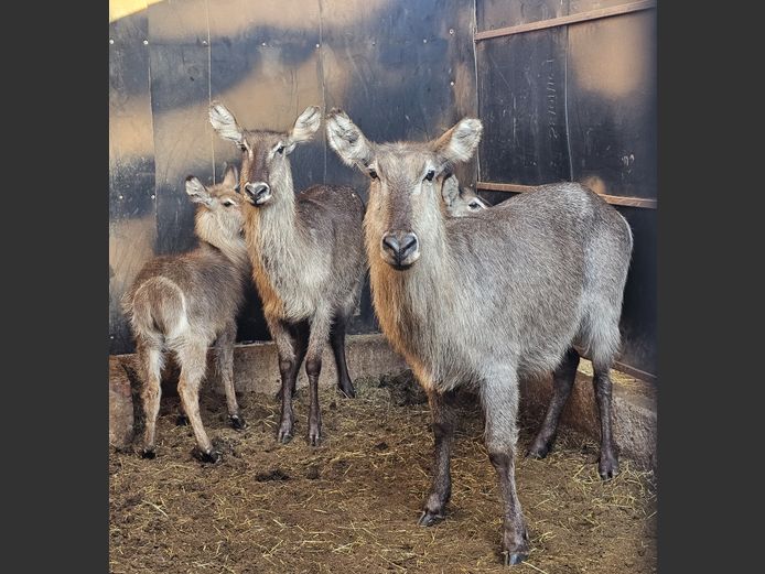 WATERBUCK | MOSDENE