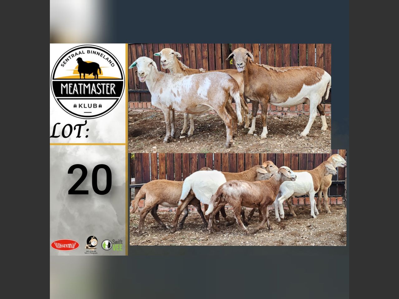 Lot 20 | SENTRALE BINNELAND MEATMASTER KLUBVEILING | SwiftVEE ...