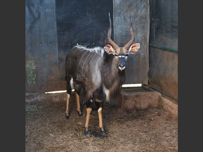 NYALA | BIRKEN VERVOER