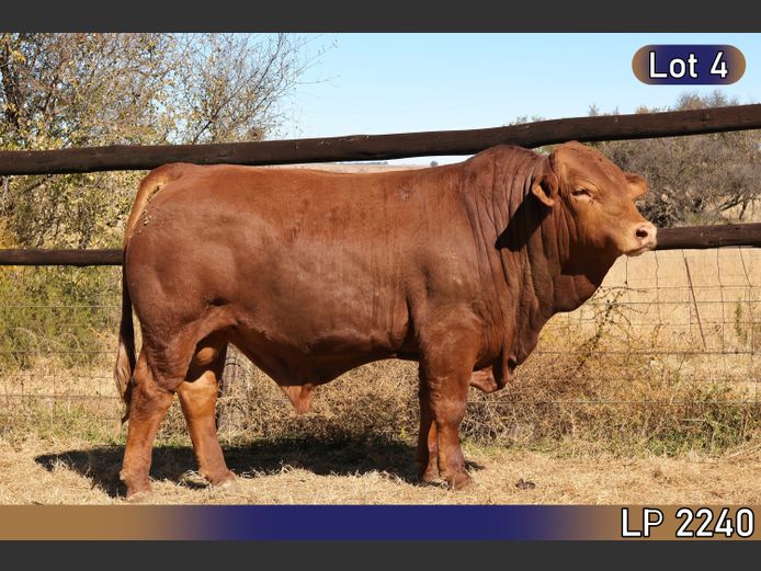 LP2240 | MARATANA BOERDERY 