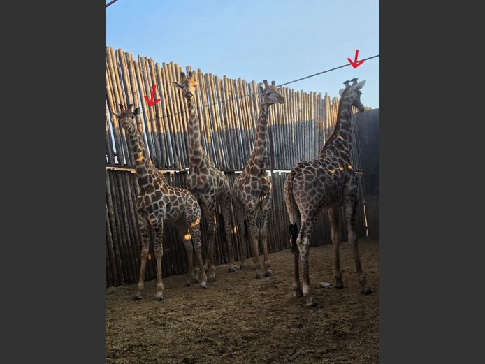 KAMEELPERD | HUGOMOND BOERDERY