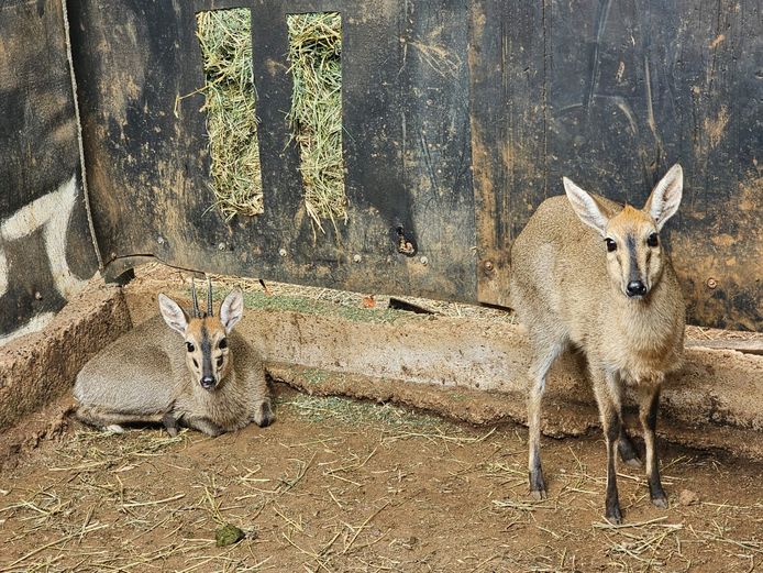 DUIKER | BIRKEN VERVOER