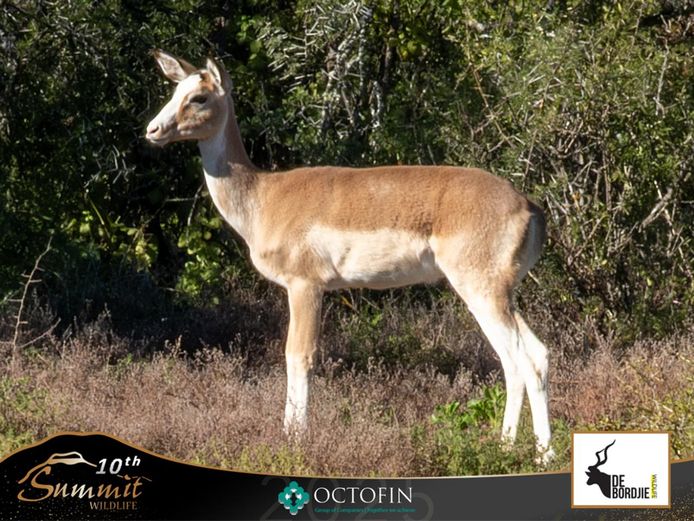 White Flank Impala Ewes	