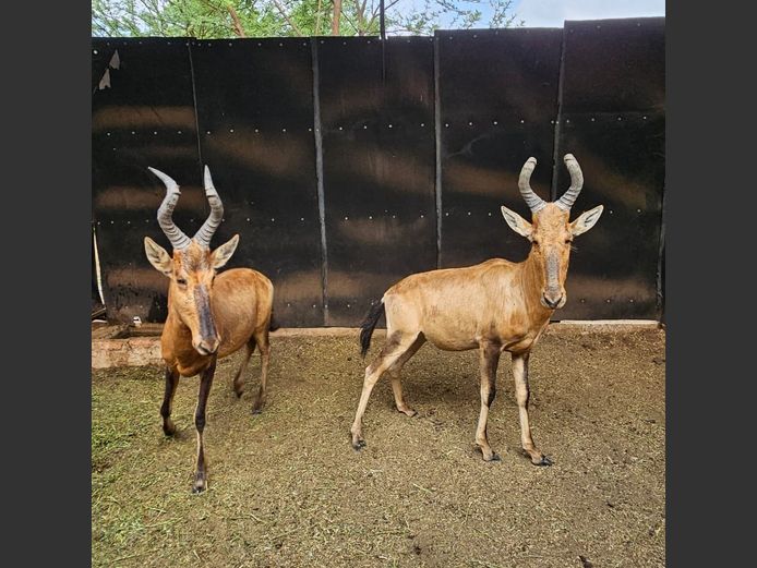 RED HARTEBEEST | PRINS GAME