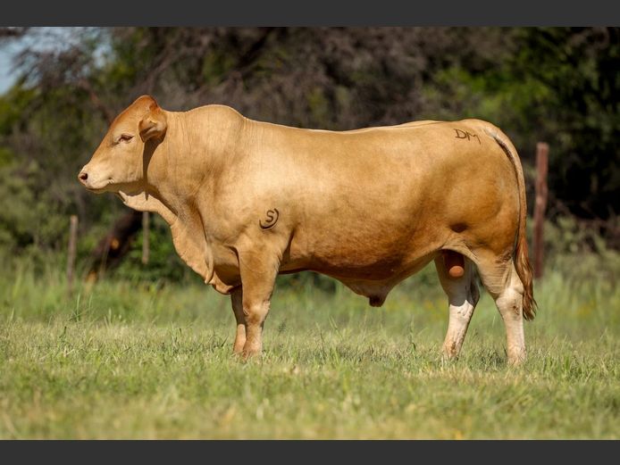 DM231278 | KAMAB SIMBRA