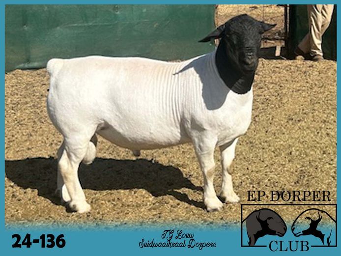 24-136 | JG Louw - Suidwaaikraal Dorpers