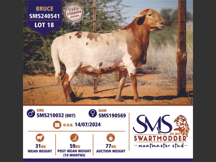 SMS240541 | SWARTMODDER MEATMASTER STUD