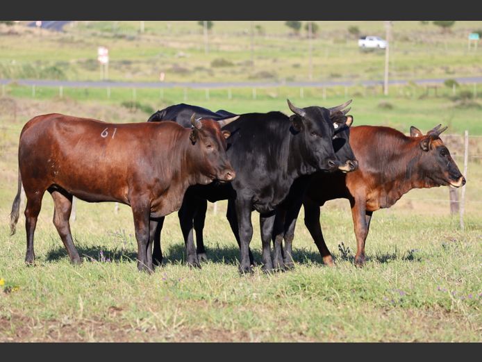 Commercial Animals