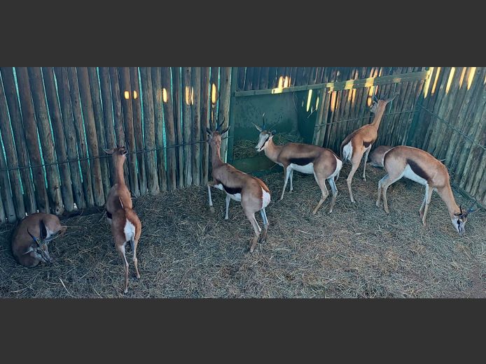 Kalahari Springbok | Lushoff