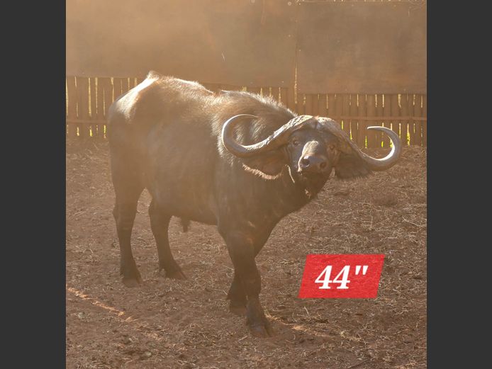 BUFFEL | WITGATBOOM