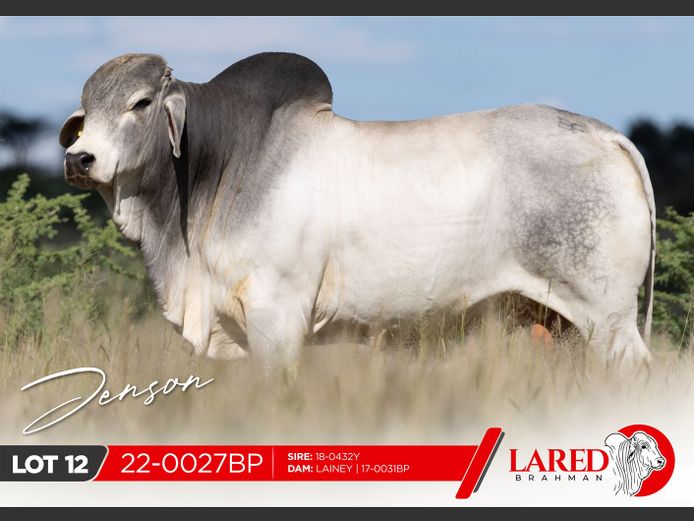 22-0027BP | LARED BRAHMAN