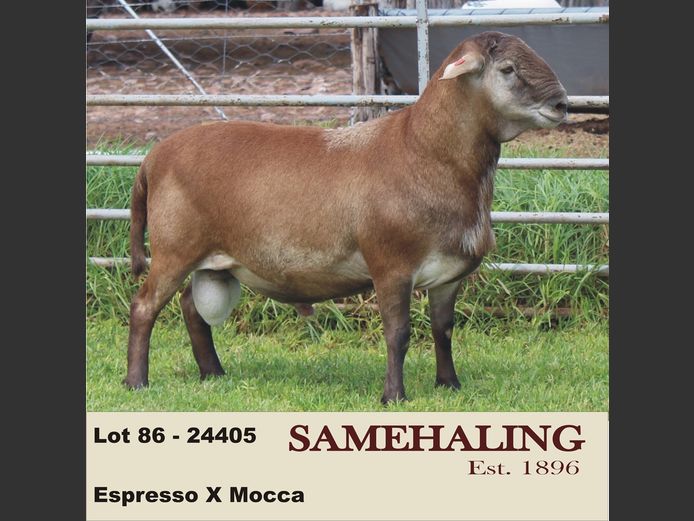 24405-SAM | SAMEHALING MEATMASTERS