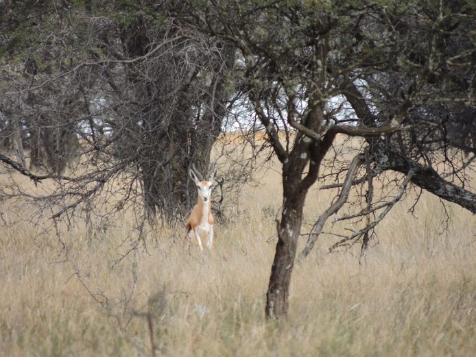SPRINGBOK RAMME