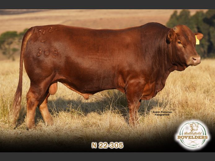 N 22-305 | MORGENTAL BOVELDERS