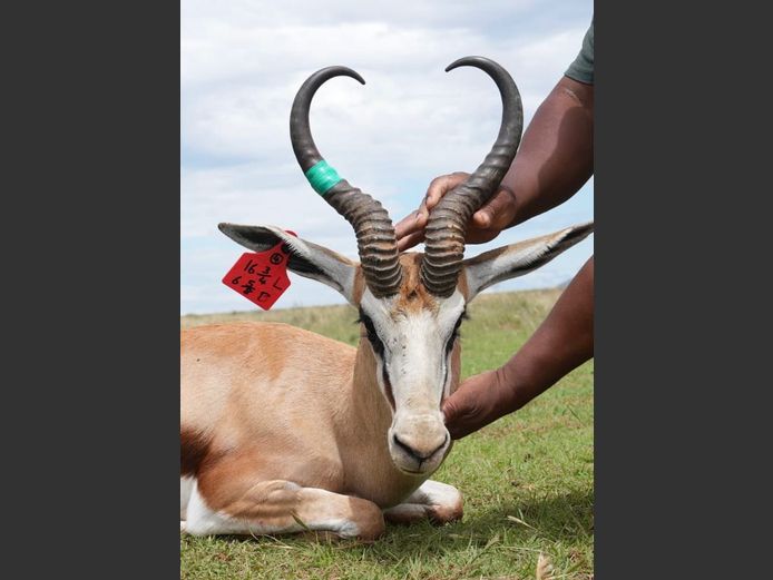 Damara Springbok Ram