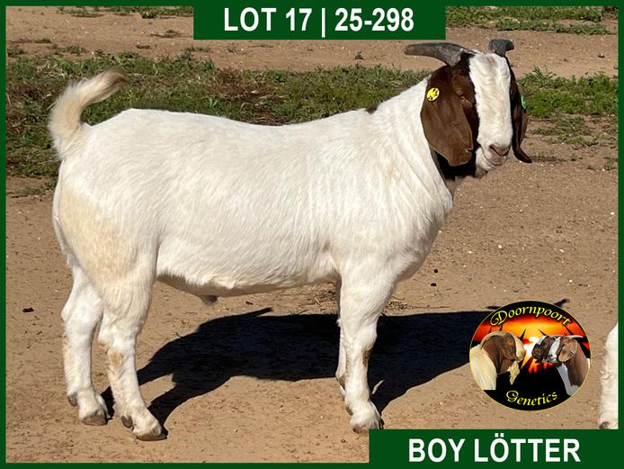 25-298 | Boy Lotter